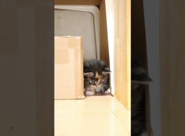 愛らしいメインクーンのメリルちゃん