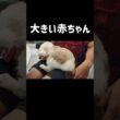 🧑🏻👶🏻 #shorts #猫 #ラグドール #甘えん坊猫 #猫のいる暮らし #ragdoll