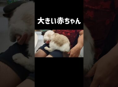 🧑🏻👶🏻 #shorts #猫 #ラグドール #甘えん坊猫 #猫のいる暮らし #ragdoll