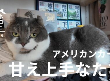 甘え上手なアメリカンカールが凶暴になる時とは