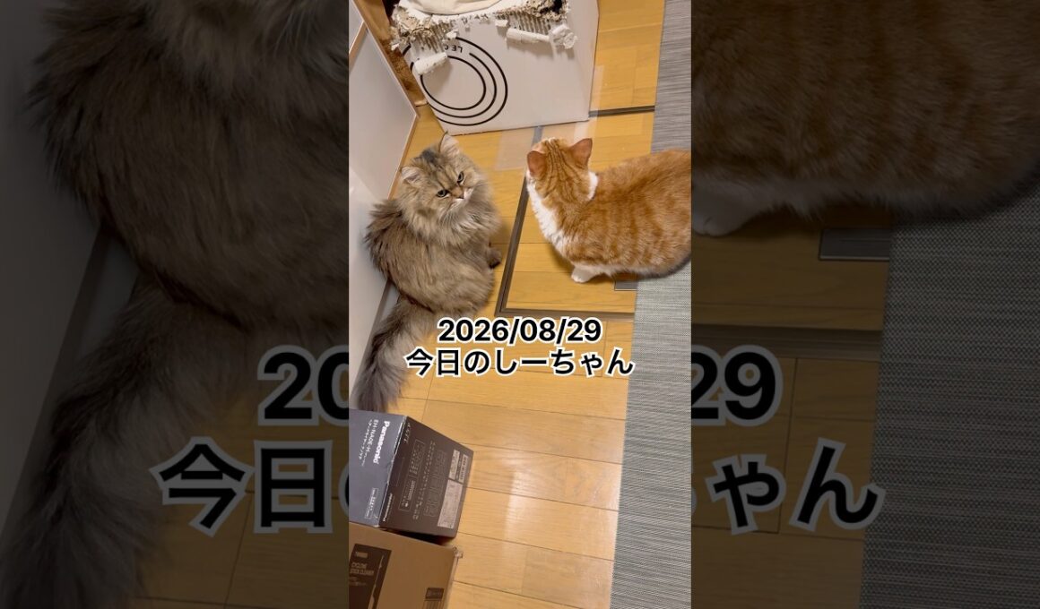 2026/08/29今日のしーちゃん #猫 #ペルシャ #シエル #cat #猫のいる暮らし