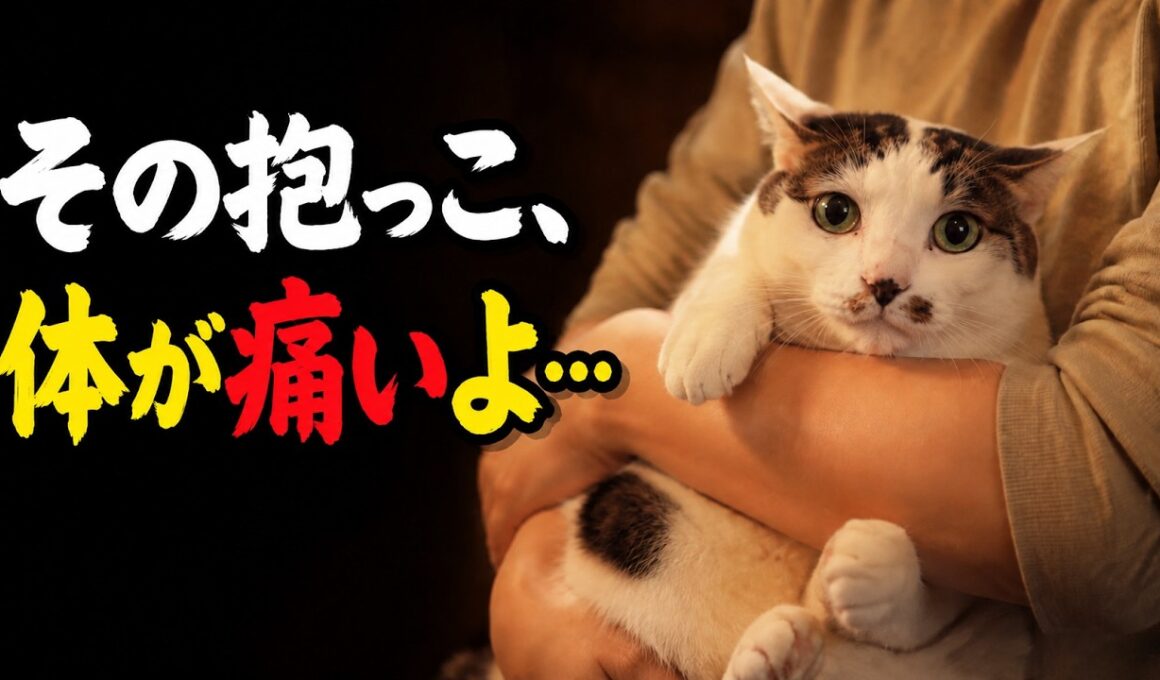 【主さん聞いて】猫が実は苦しんでいる「危険な抱っこ」4選