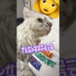 実はちゃんと考えてるつらら🐱# #猫 #多頭飼い #ペルシャ #かわいい