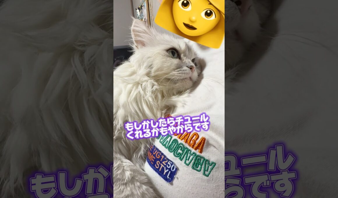 実はちゃんと考えてるつらら🐱# #猫 #多頭飼い #ペルシャ #かわいい