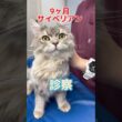 呼吸が苦しそうな9ヶ月のサイベリアンが動物病院にやって来た！
