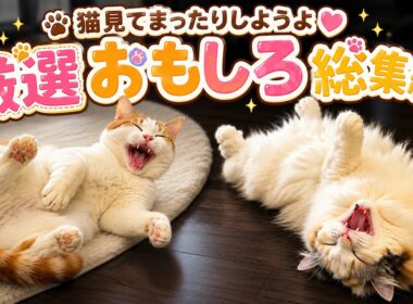 厳選動画で爆笑たっぷり！残暑は猫のおもしろ動画で乗り切ろう【総集編】