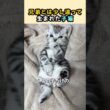 兄弟とは少し違って生まれた子猫