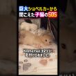 巨大ショベルカーから聞こえた子猫のSOS。 #感動 #猫 #泣ける話 #子猫 #保護猫 #cat #shorts