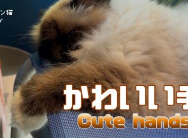 バーマン猫ガブ【かわいい手】Cute hands（バーマン猫）Birman/Cat