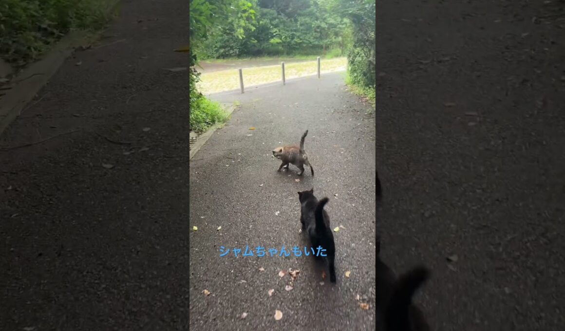 雨の日のモーニングルーティーン。弥助くん、シャムちゃん