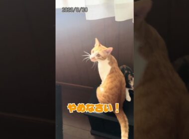 今日のしょう太と芽依2026/8/30