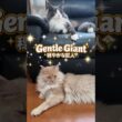 ライオンは飼えないので、代わりにどうですか？🦁 #メインクーン