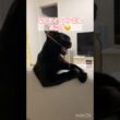 イケメン？黒猫ボンベイ　#cat #ねこ #ねこのいる生活 #ねこのいる暮らし #ねこ動画 #かわいい #猫 #猫好きさんと繋がりたい #癒やし #甘えん坊