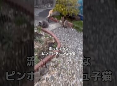 特に何も害のない猫にピンポンダッシュしに行くかまちょ子猫 #子猫 #ピンポンダッシュ #shorts
