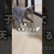 子猫って天使すぎる👼🪽💕#shorts #猫 #ねこ  #cat #ロシアンブルー #猫のいる暮らし #ネコ