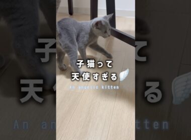 子猫って天使すぎる👼🪽💕#shorts #猫 #ねこ  #cat #ロシアンブルー #猫のいる暮らし #ネコ