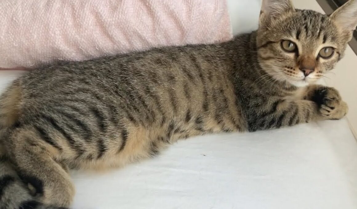 枕元の子猫(この後ゴロンもあります)