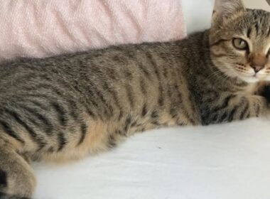枕元の子猫(この後ゴロンもあります)