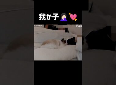 くっつき虫🐑 #shorts #猫 #ラグドール #甘えん坊猫 #猫のいる暮らし #ragdoll