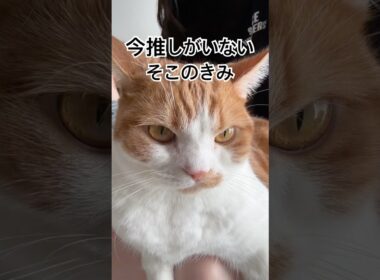 【マンチカン】推しがいないなら短足猫を推しにしない？　#猫のいる暮らし #猫好きさんと繋がりたい #youtubeshorts