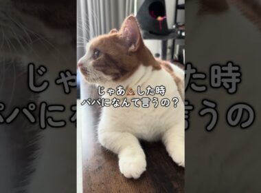 【マンチカン】トイレでできるか聞かれた猫の答えが爆笑　#猫のいる暮らし #猫動画 #youtubeshorts