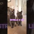 Korat Sisters Life & Estrella