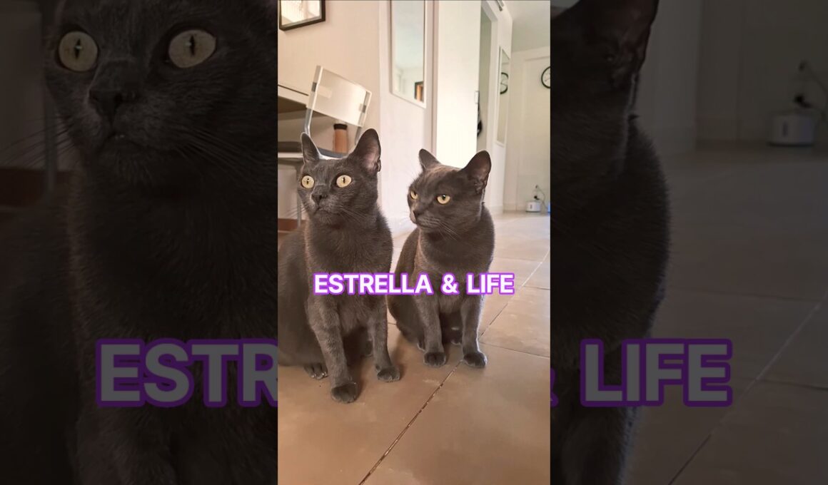 Korat Sisters Life & Estrella