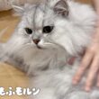 猫の毛玉取りに新アイテム登場です 【サイベリアン】