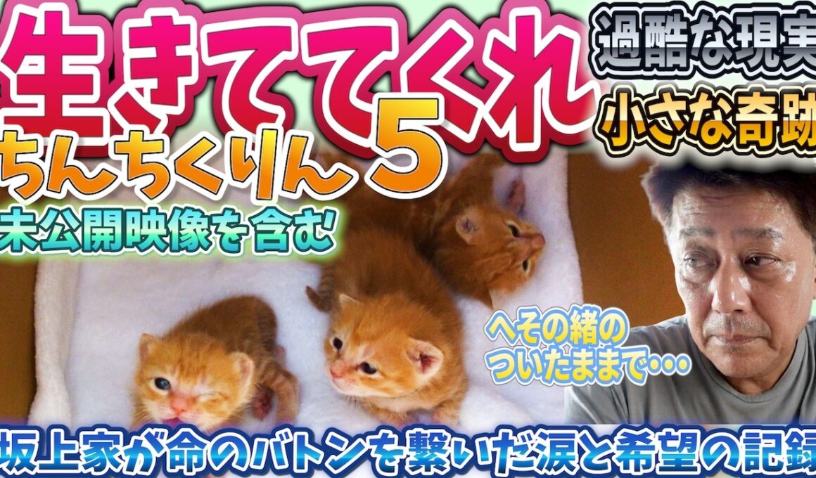 【緊急保護】へその緒がついた生後1日の子猫5匹…公園に捨てられた命。パパとママの愛情が紡いだ命のバトン【ちんちくりん5前編・未公開映像含む】