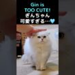 ぎんちゃんの可愛い日常🩵いいね・コメント・フォローお願いします！#ペルシャ猫 #猫 #猫動画 #猫ショート #可愛い猫 #ぎんちゃん #チンチラシルバー #長毛猫
