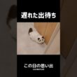 もう誰もいないトイレ🐢 #shorts #猫 #子猫 #ラグドール #甘えん坊猫 #猫のいる暮らし