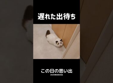 もう誰もいないトイレ🐢 #shorts #猫 #子猫 #ラグドール #甘えん坊猫 #猫のいる暮らし