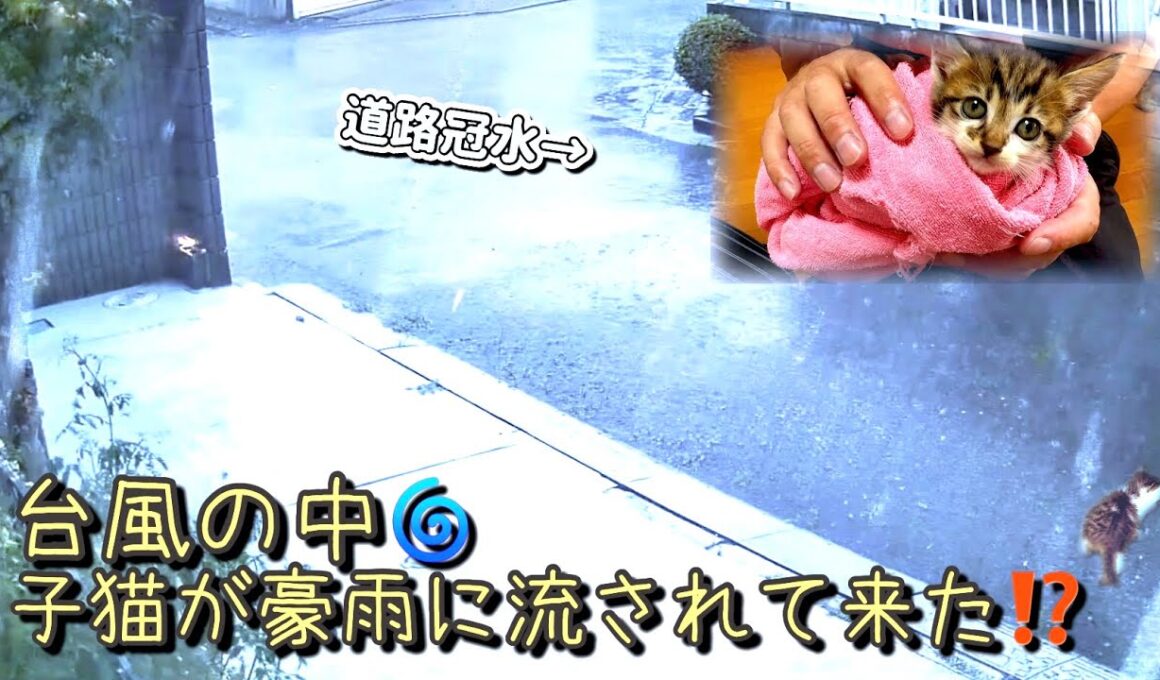 【子猫保護】台風豪雨で流された！？ひとりぼっちの子猫を保護すると…