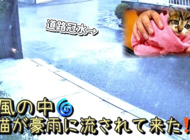【子猫保護】台風豪雨で流された！？ひとりぼっちの子猫を保護すると…