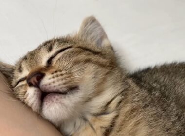 月曜日の朝、幸せそうに眠る子猫