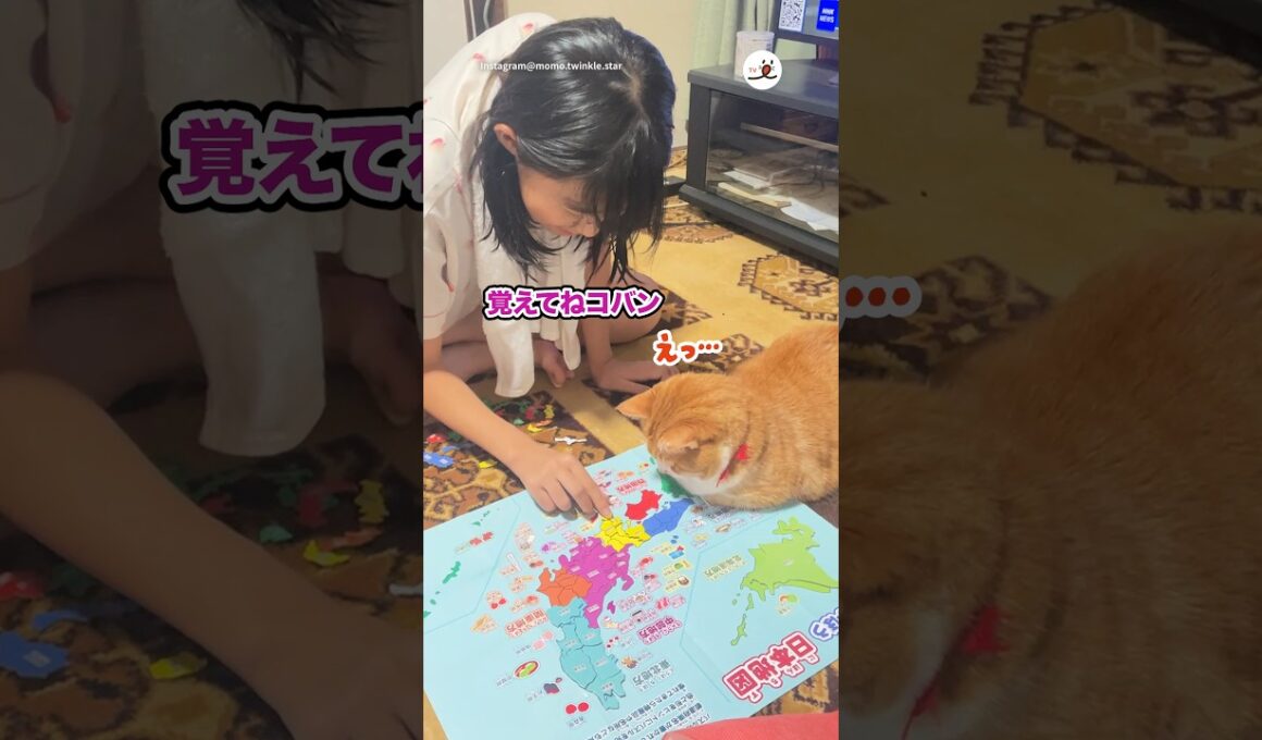 一緒に日本地図学んでるw｜PECO