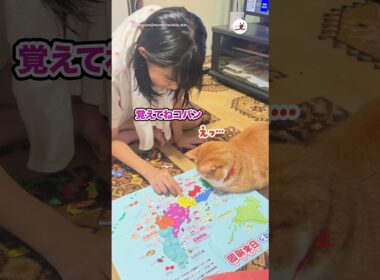 一緒に日本地図学んでるw｜PECO