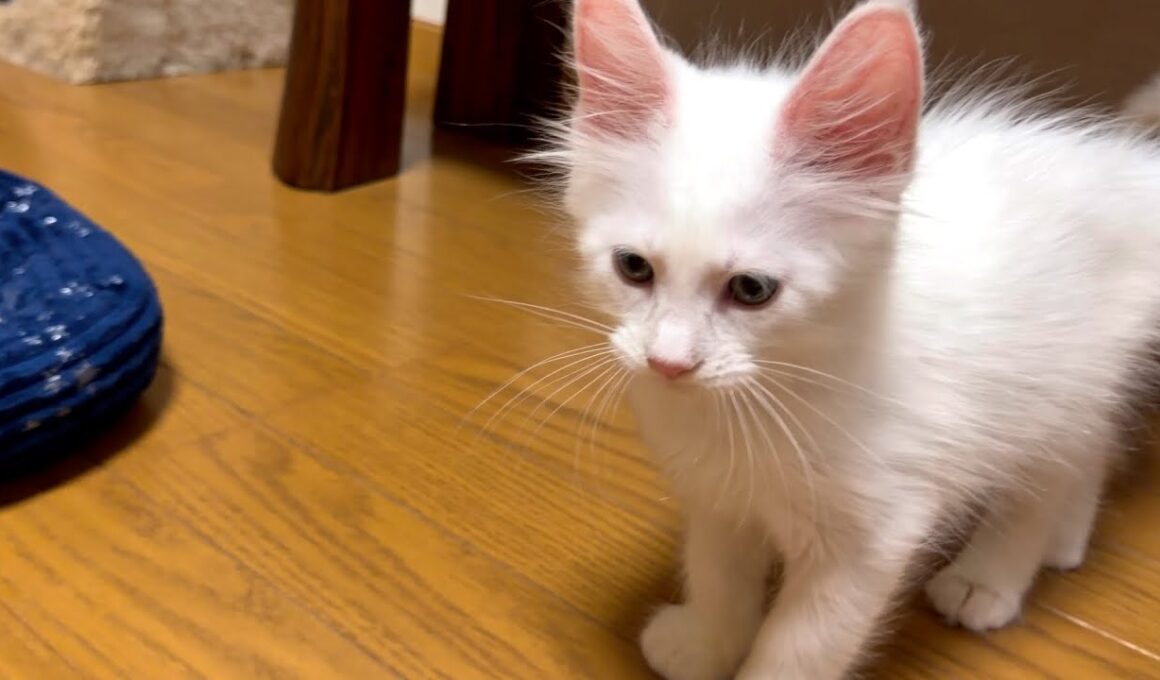 【仔猫‼︎】初日なのにもうすっかり慣れちゃったwwwメインクーン