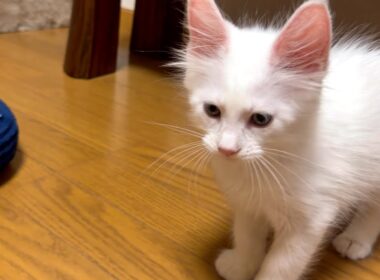 【仔猫‼︎】初日なのにもうすっかり慣れちゃったwwwメインクーン