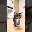 歩き始めたブラウンのメインクーンスタンリー君