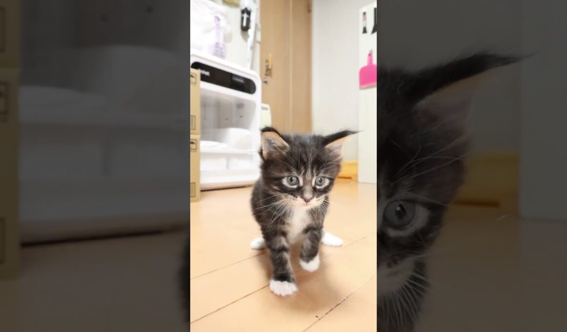 歩き始めたブラウンのメインクーンスタンリー君