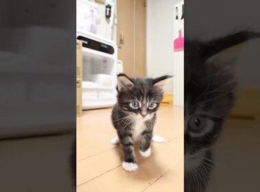 歩き始めたブラウンのメインクーンスタンリー君