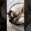 夢の中のシャム猫🐱 - Cats Sleeping - #shorts #cat