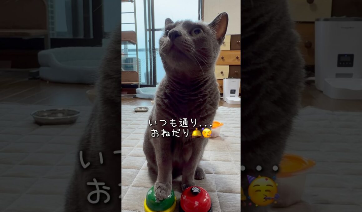 【ロシアンブルー】いつも通りのめろん🥰それが幸せです🥹【猫】#shorts
