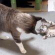 「シャー！」から始まった姫猫と子猫…。その夜まさかの大運動会に(笑)