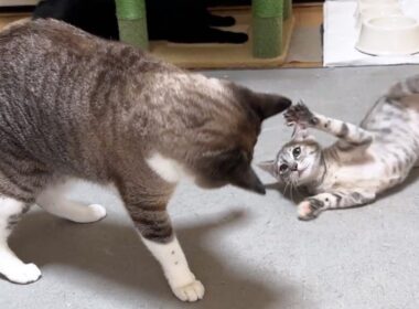 「シャー！」から始まった姫猫と子猫…。その夜まさかの大運動会に(笑)
