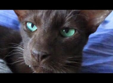🐈 Gatos da Raça Havana 🐱