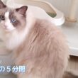 【ラグドール】お昼寝前の５分間