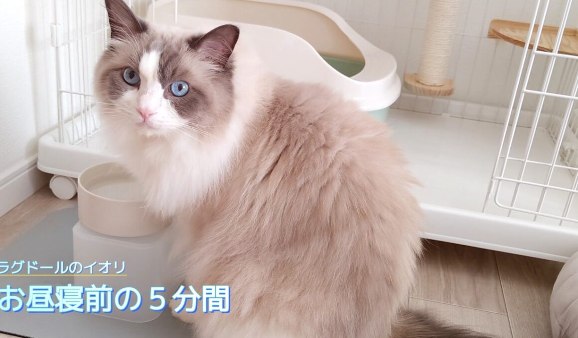 【ラグドール】お昼寝前の５分間