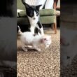 必死に誘導するお兄ちゃんをスルーしてママへ走る子猫（笑）